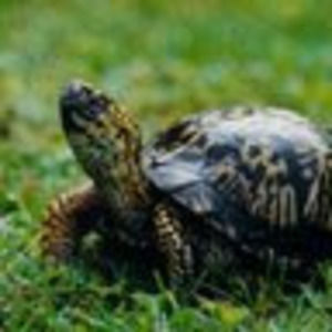 Meet your Posher, Krystal